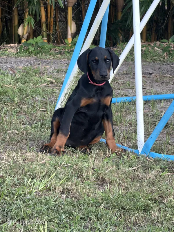 Pink Collar – Doberman Pinscher puppy for sale in Orlando, FL