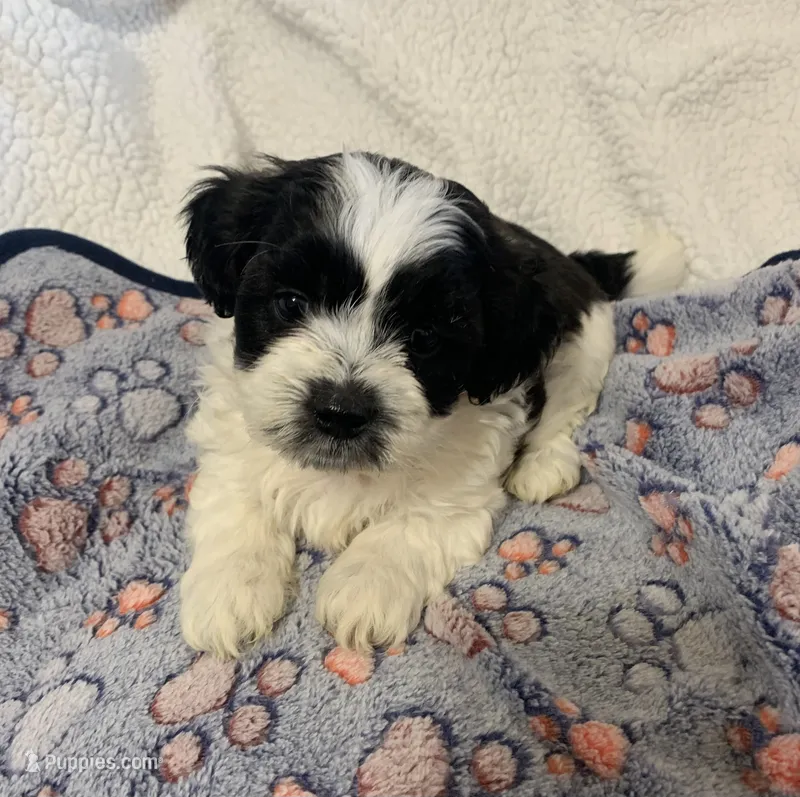 Oreo – Shihpoo puppy for sale in Osceola, MO