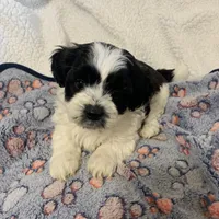 Oreo, a male Shihpoo for sale in Osceola, MO – Photo 1 of 4