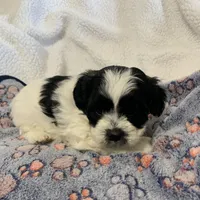 Oreo, a male Shihpoo for sale in Osceola, MO – Photo 3 of 4