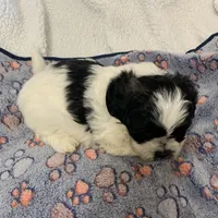 Oreo, a male Shihpoo for sale in Osceola, MO – Photo 4 of 4