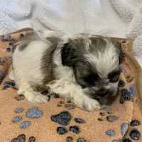 Little guy, a male Shihpoo for sale in Osceola, MO – Photo 3 of 4