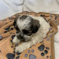 Little guy, a male Shihpoo for sale in Osceola, MO – Photo 1 of 4