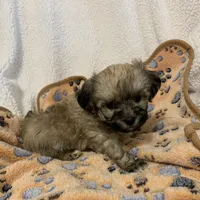 Calvin, a male Bichon Frise and Shih Tzu for sale in Osceola, MO – Photo 3 of 4