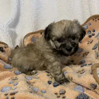 Calvin, a male Bichon Frise and Shih Tzu for sale in Osceola, MO – Photo 1 of 4