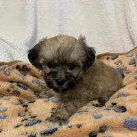 Calvin, a male Bichon Frise and Shih Tzu for sale in Osceola, MO – Photo 4 of 4