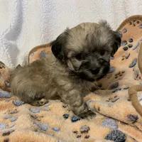 Calvin, a male Bichon Frise and Shih Tzu for sale in Osceola, MO – Photo 2 of 4