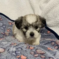 Sadie, a female Bichon Frise and Shih Tzu for sale in Osceola, MO – Photo 3 of 7