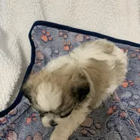 Sadie, a female Bichon Frise and Shih Tzu for sale in Osceola, MO – Photo 6 of 7