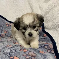 Sadie, a female Bichon Frise and Shih Tzu for sale in Osceola, MO – Photo 1 of 7