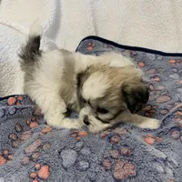 Sadie, a female Bichon Frise and Shih Tzu for sale in Osceola, MO – Photo 4 of 7