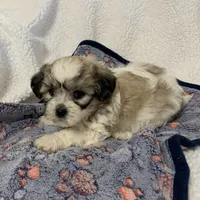 Sadie, a female Bichon Frise and Shih Tzu for sale in Osceola, MO – Photo 2 of 7