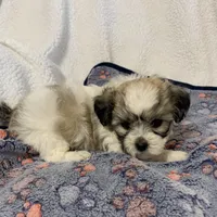 Sadie, a female Bichon Frise and Shih Tzu for sale in Osceola, MO – Photo 5 of 7