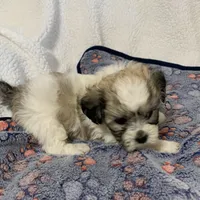 Sadie, a female Bichon Frise and Shih Tzu for sale in Osceola, MO – Photo 7 of 7