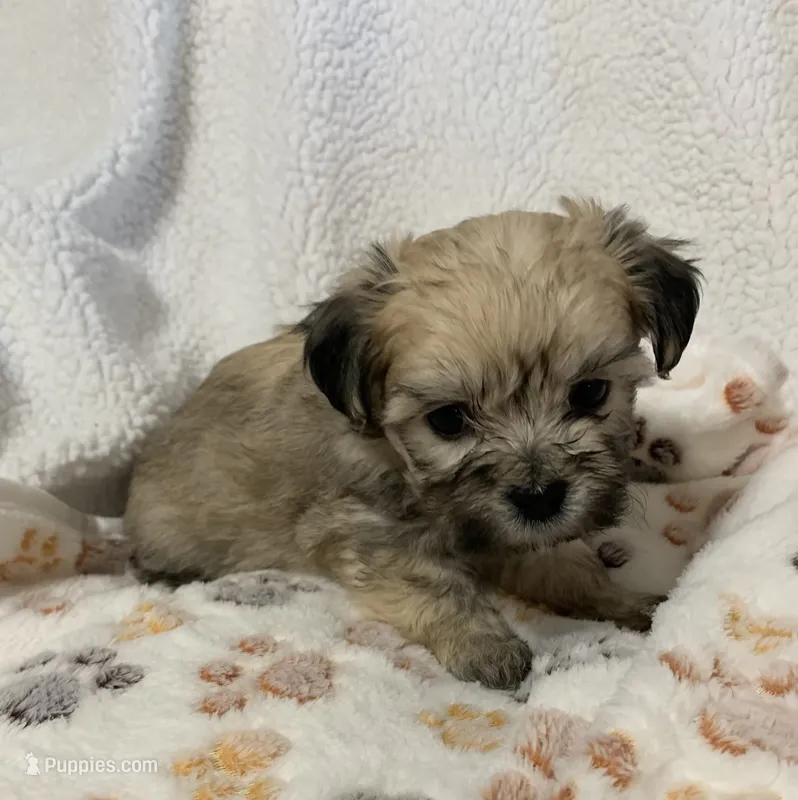 Amber – Bichon Frise, Shih Tzu puppy for sale in Osceola, MO