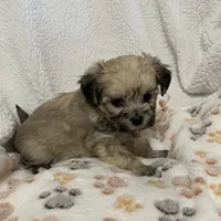 Amber, a female Bichon Frise and Shih Tzu for sale in Osceola, MO – Photo 3 of 4