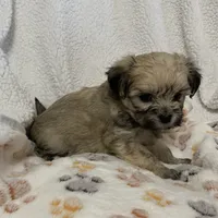 Amber, a female Bichon Frise and Shih Tzu for sale in Osceola, MO – Photo 2 of 4