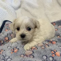 Abby, a female Shihpoo for sale in Osceola, MO – Photo 3 of 3