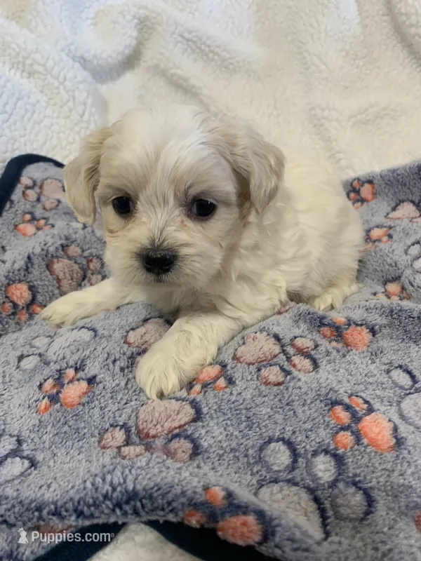 Abby – Shihpoo puppy for sale in Osceola, MO