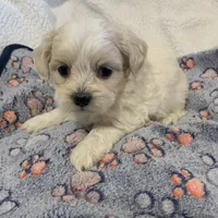Abby, a female Shihpoo for sale in Osceola, MO – Photo 1 of 3
