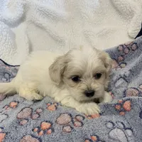 Abby, a female Shihpoo for sale in Osceola, MO – Photo 2 of 3