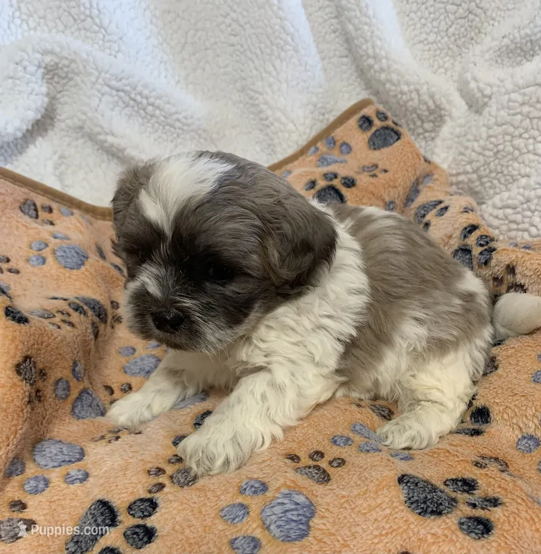 Blue Fawn – Shihpoo puppy for sale in Osceola, MO
