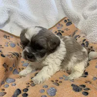 Blue Fawn, a male Shihpoo for sale in Osceola, MO – Photo 1 of 4