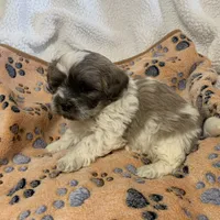 Blue Fawn, a male Shihpoo for sale in Osceola, MO – Photo 2 of 4