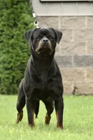 Inter , a male Rottweiler for sale in Middleburg, PA – 5 of 5