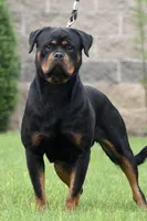 E-Lokna, a female Rottweiler for sale in Middleburg, PA – 2 of 6