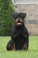 E-Lokna, a female Rottweiler for sale in Middleburg, PA – 3 of 6