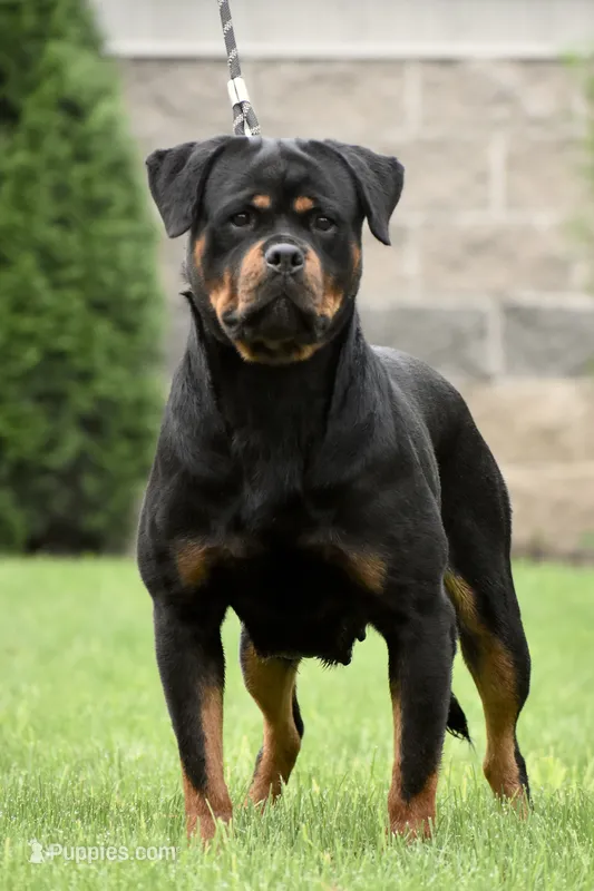 E-Lokna – Rottweiler puppy for sale in Middleburg, PA