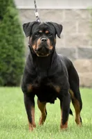 E-Lokna, a female Rottweiler for sale in Middleburg, PA – 1 of 6