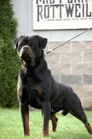 Inter , a male Rottweiler for sale in Middleburg, PA – 1 of 5