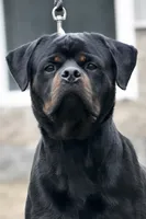 Inter , a male Rottweiler for sale in Middleburg, PA – 3 of 5