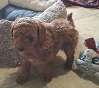 PUDGE-CKC REGISTERED, a male Poodle - Toy  for sale in Ashtabula, OH – 3 of 7