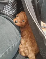 PUDGE, a male Poodle - Toy  for sale in Ashtabula, OH – 4 of 4