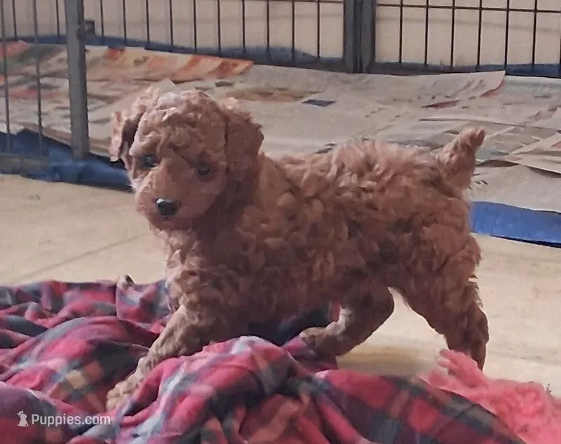 PUDGE – Poodle - Toy  puppy for sale in Ashtabula, OH