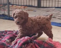 PUDGE-CKC REGISTERED, a male Poodle - Toy  for sale in Ashtabula, OH – 1 of 7