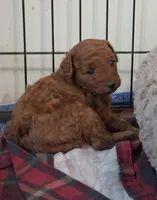 PUDGE, a male Poodle - Toy  for sale in Ashtabula, OH – 3 of 4