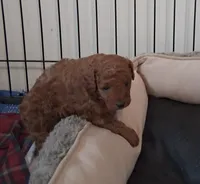 PUDGE, a male Poodle - Toy  for sale in Ashtabula, OH – 2 of 4