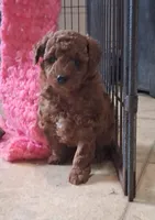 PUDGE-CKC REGISTERED, a male Poodle - Toy  for sale in Ashtabula, OH – 2 of 7