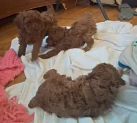 processed/beeca229-d17f-497e-835c-2e4f88d95398/listing/d1cfaa22-e554-43c4-b31e-6d2c1c9be76a/1290db2b-8192-4122-9926-e8d35b86f005