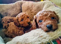 processed/beeca229-d17f-497e-835c-2e4f88d95398/listing/d1cfaa22-e554-43c4-b31e-6d2c1c9be76a/b1119c6a-acd6-41ef-8bce-b535e244baa4