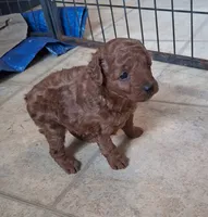 PUDGE, a male Poodle - Toy  for sale in Ashtabula, OH – 1 of 4