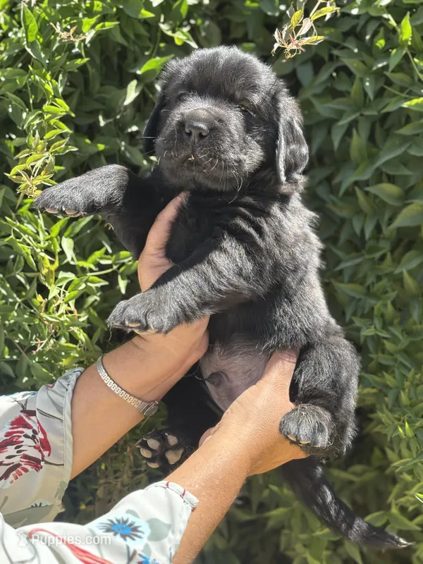 B1 – Chinese Shar-Pei, Golden Retriever puppy for sale in Phoenix, AZ