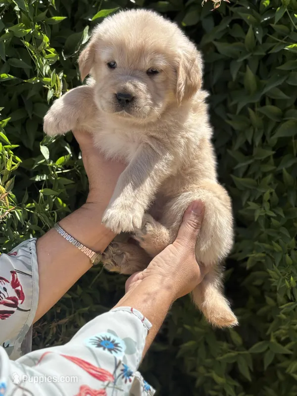 G3 – Golden Retriever puppy for sale in Phoenix, AZ