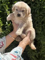G3, a male Golden Retriever for sale in Phoenix, AZ – Photo 1 of 3
