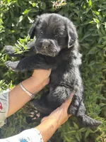 P1, a male Chinese Shar-Pei and Golden Retriever for sale in Phoenix, AZ – 1 of 5