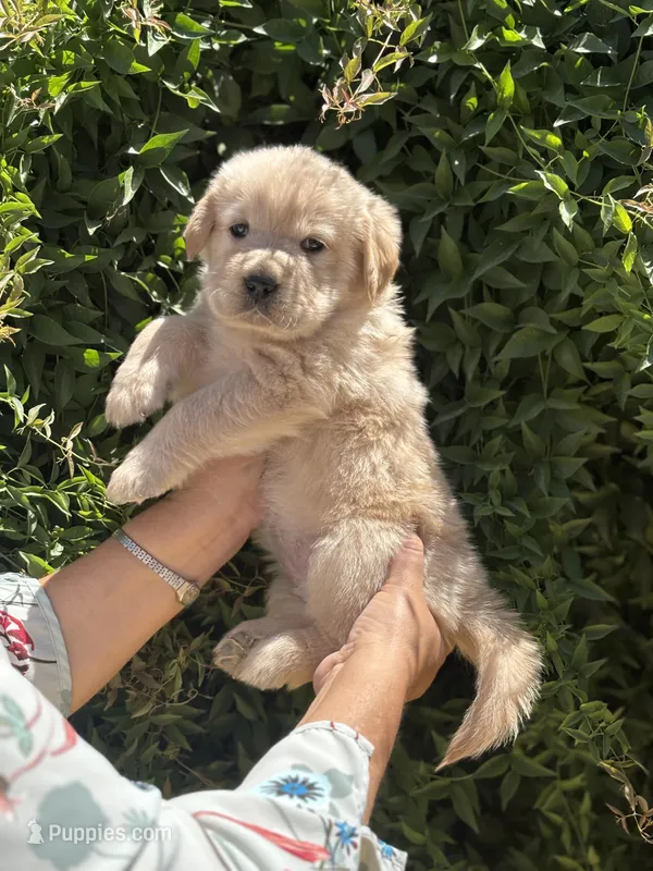 G2 – Golden Retriever puppy for sale in Phoenix, AZ